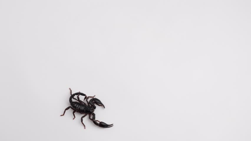 Rotating close up shot of a black scorpion on a white background, followed by the scorpion walking forward