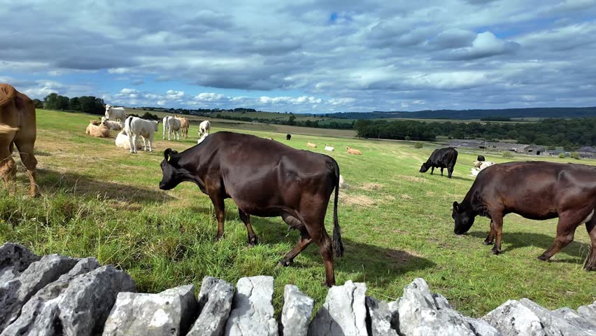 A  slow motion of Cows grazing peacefully on rolling farmland under a partly cloudy sky in the English countryside view