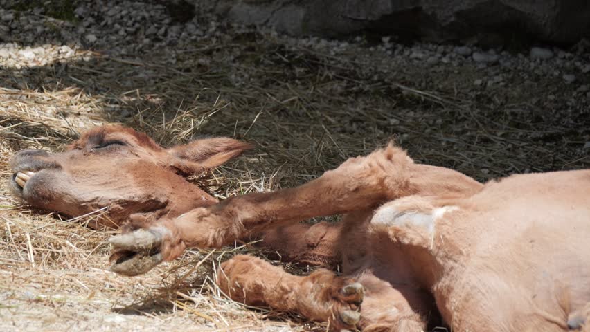Young calf lying on dry hay under sunlight, appearing relaxed and asleep, with legs stretched comfortably