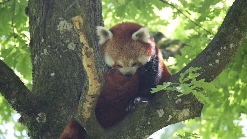 A Red panda rests peacefully on a mossy tree branch, surrounded by green leaves under dappled sunlight