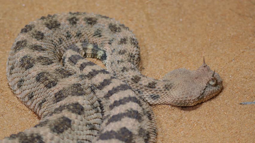 A horned viper coiled on desert sand, its camouflaged scales blending with the terrain