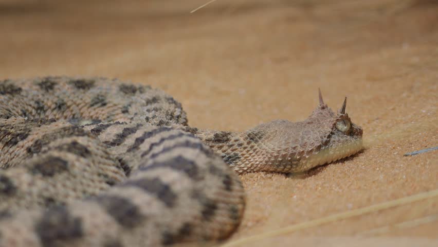 A Horned viper coiled on desert sand, its camouflaged scales blending with the terrain
