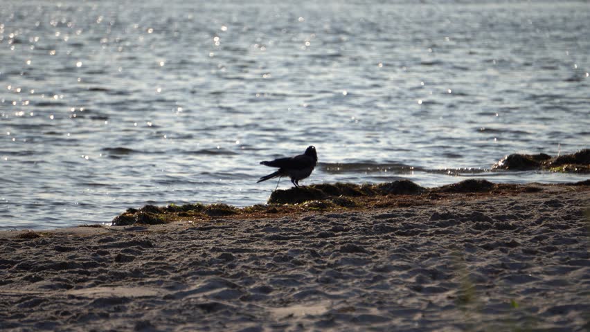 A crow splashing in shallow waves at the sandy shore, bathing under glistening light from the calm sea