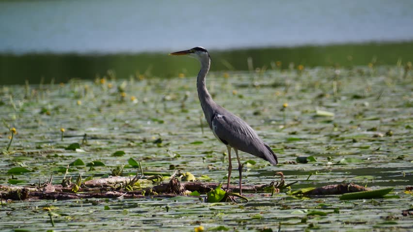 A Grey Heron standing still near the water edge in its natural wetland habitat under soft daylight