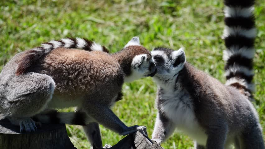 Beautiful two ring-tailed lemurs sitting alert on the ground, tails curled and striped in black and white