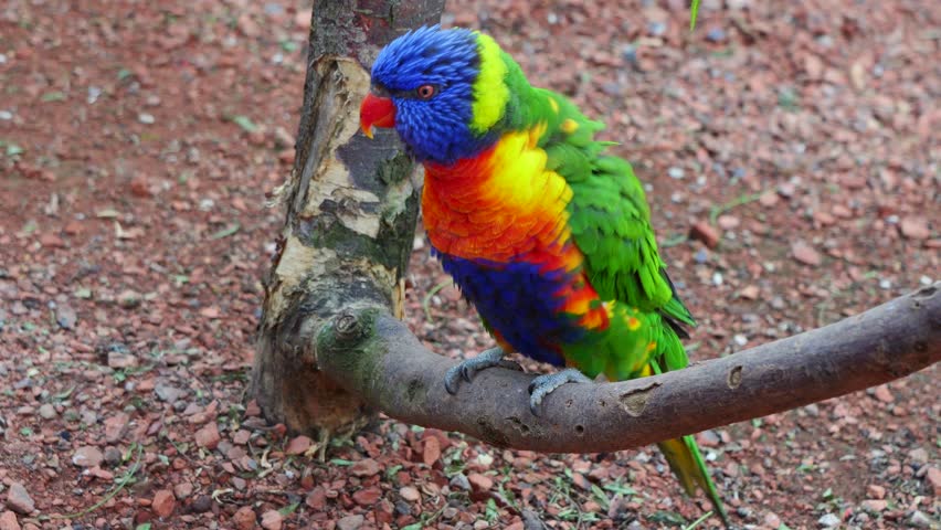 A vividly colored Rainbow Lorikeet rests peacefully, its striking feathers set against a softly blurred natural backdrop