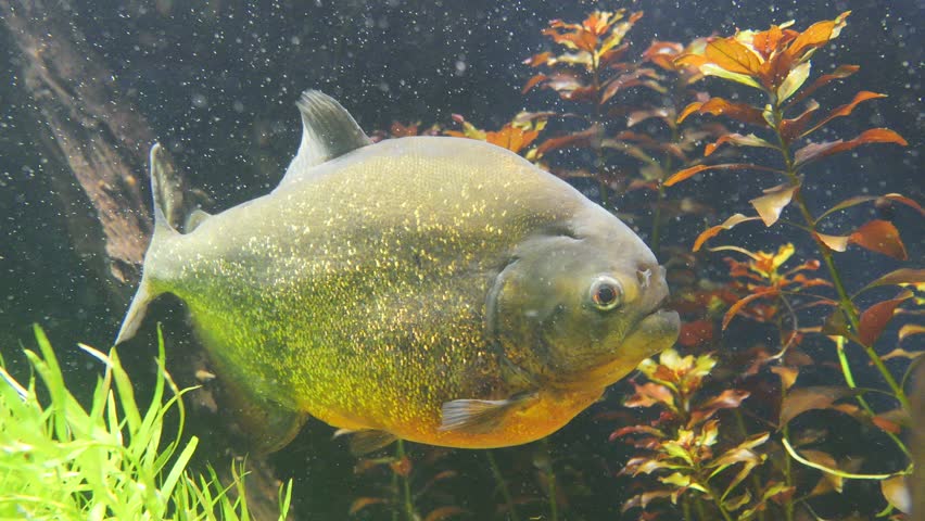 A close-up of a piranha with shimmering scales swimming near aquatic plants in a freshwater aquarium environment