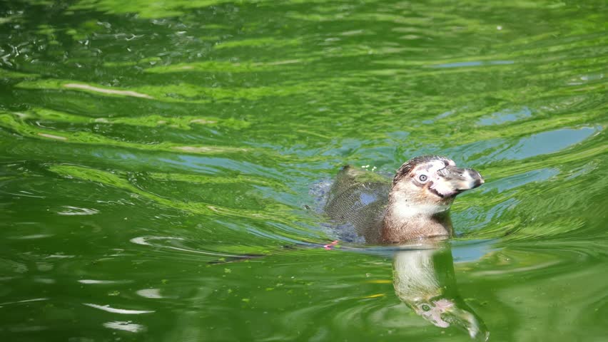 A North American river otter gliding smoothly through water, its sleek body and whiskered face breaking the surface