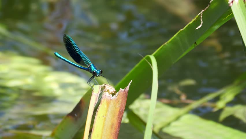 A closeup shot of a blue dragonfly resting on a broken leaf above a sunlit pond, wings shimmering