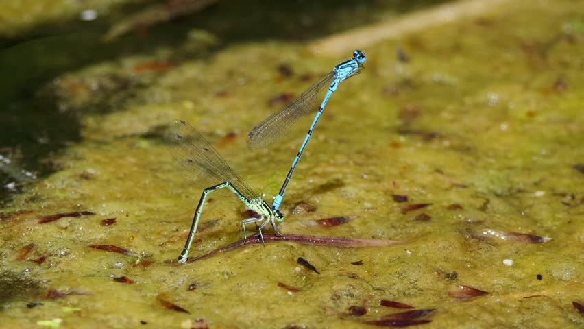 A closeup shot of a vibrant blue damselfly standing upright on wet ground in shallow water habitat