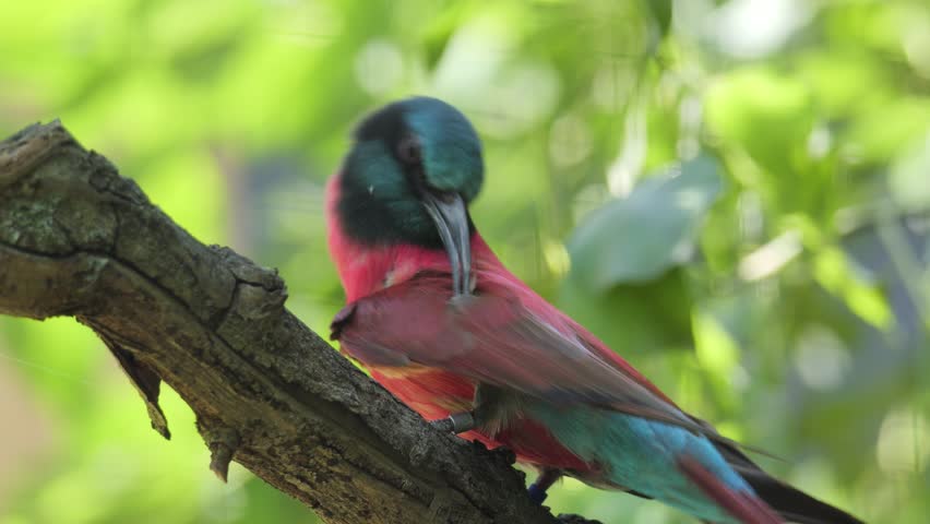 A closeup of a Northern Carmine Bee-eater grooming itself on a branch, surrounded by lush green foliage in soft daylight