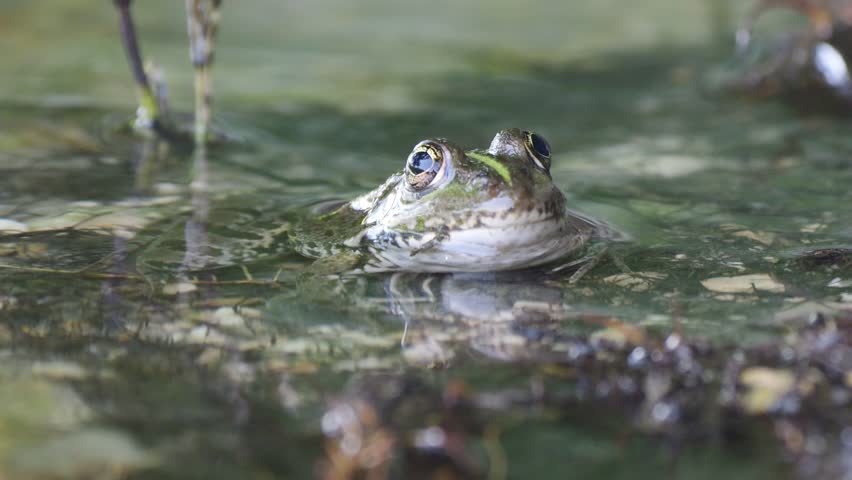 A Close-up shot of a frog peeking above the water surface, blending naturally into the pond scene