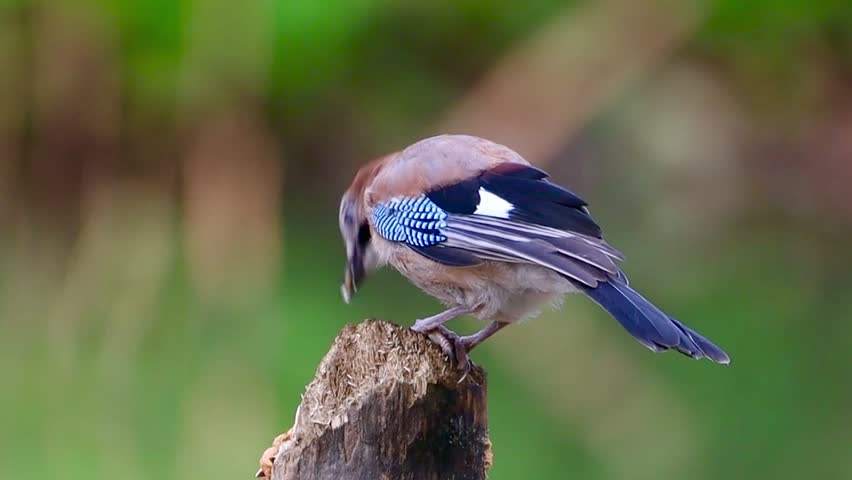 A shallow focus of a jay perched on a stump, pecking into wood with blurred green background