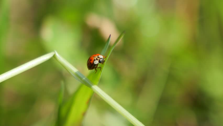 A selective focus shot of a vibrant orange ladybug resting on a green leaf, steadying itself before spreading its wings to fly in summer sunlight