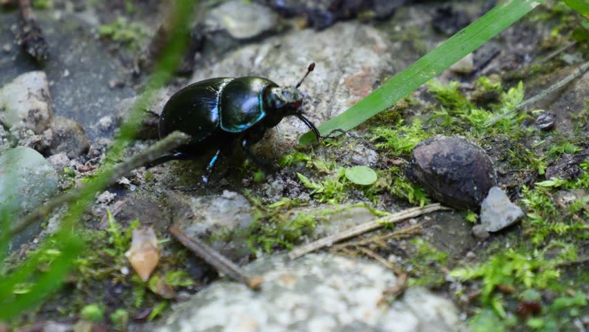 A macro close-up shot of a black dung beetle (Anoplotrupes stercorosus) walking on rocky, muddy soil with scattered green grass, searching for food
