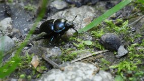 A macro close-up shot of a black dung beetle (Anoplotrupes stercorosus) walking on rocky, muddy soil with scattered green grass, searching for food - Powered by Shutterstock - Get 15% off with code: PIKWIZARD15