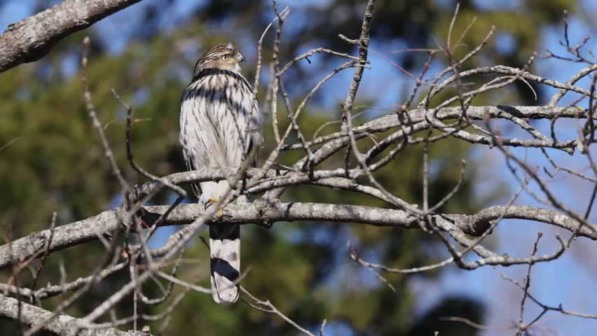A Closeup shot of a Cooper