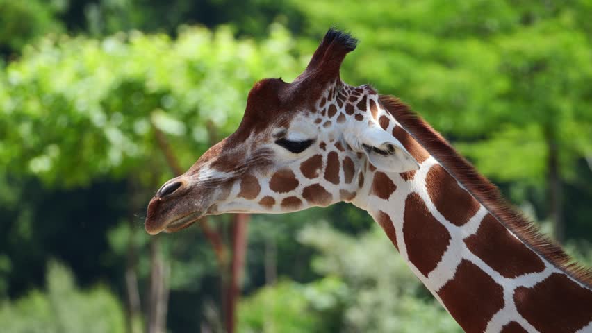 A close-up shot of a giraffe standing tall with green forest trees softly blurred in background