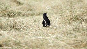 Alert black corvid, possibly a Rook, Carrion Crow, or Raven, stands on yellow dry grass, gazing intently across its surroundings - Powered by Shutterstock - Get 15% off with code: PIKWIZARD15