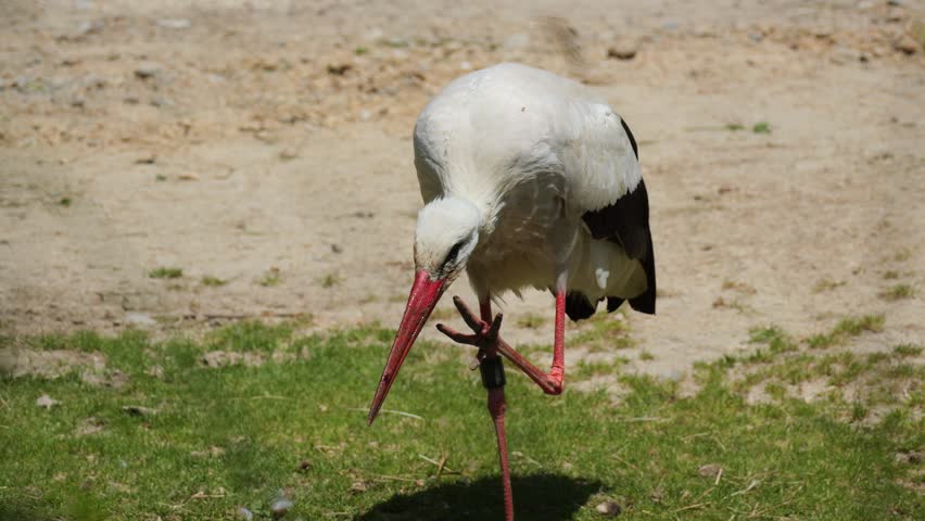 A slow-motion footage of a white stork bird (Ciconia ciconia) quenches its thirst from a small body of water near grassy ground, on a sunny day