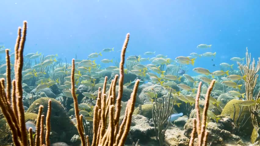 Large School of Fish Swimming in Ocean, Dynamic Marine Life in Natural Underwater Habitat