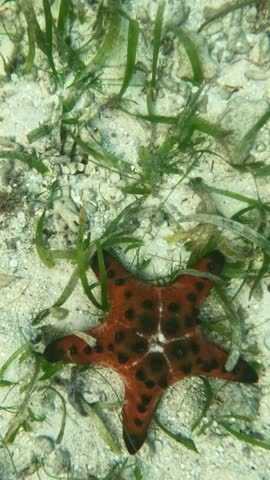 Vertical screen Spotted red sea star on sandy bottom with green seagrass in tropical sea Sea star with dark markings resting among seagrass in shallow clear water