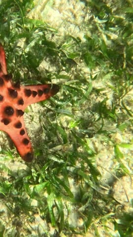 Vertical screen Spotted orange starfish resting among algae in clear shallow sea Top view of sea star on sandy seabed with green algae and seagrass in tropical water