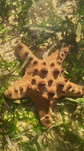 Vertical screen Spotted tropical sea star resting on sandy seabed with algae Top view of starfish on light sand among green seagrass in clear ocean water