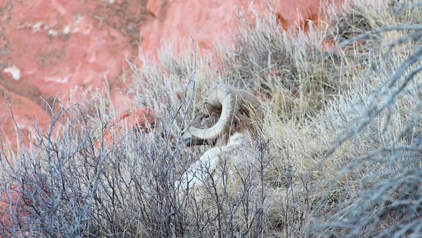 Big-Horned Sheep laying in arid brush at Garden of the Gods, Colorado Springs, Colorado