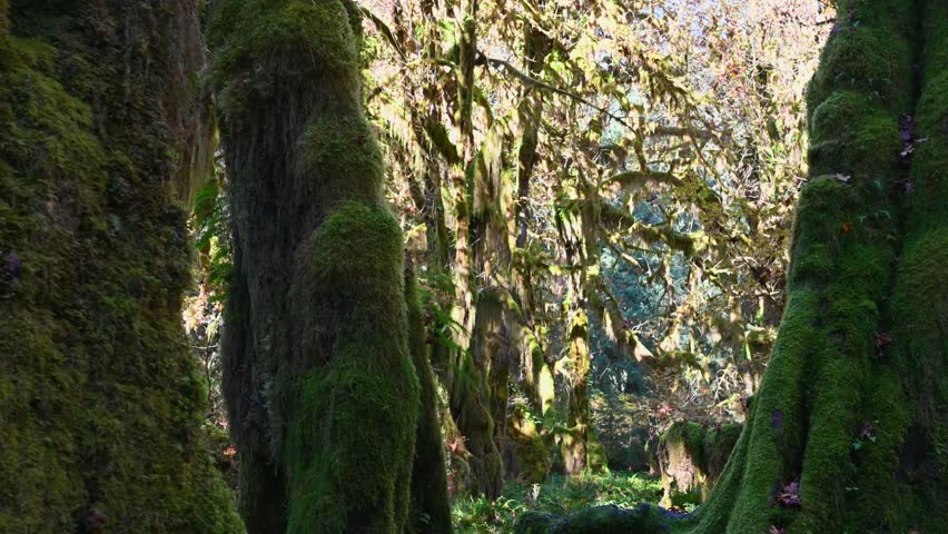 Pan through mossy trees in Olympic National Park, Washington