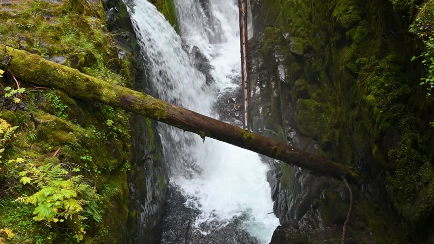 Water rushes down a vibrant moss-covered cliffside in the deep forest of Olympic National Park.