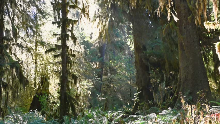 Soft morning light filters through towering trees and dense moss in the heart of Olympic National Park’s rainforest.