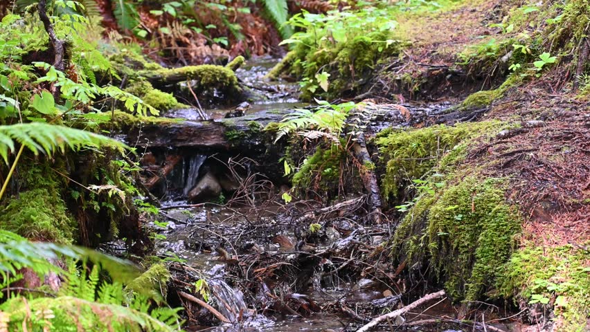 A small mossy stream flows gently through the dense green undergrowth of Olympic National Park’s rainforest.