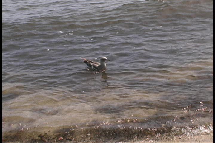 Seagulls on the beach