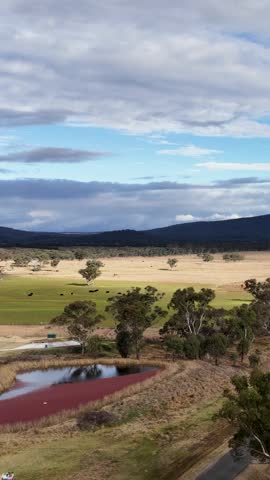 Drone camera smoothly pans across a rural Australian landscape, revealing a farm pond, grazing cattle, open fields, and distant hills under soft daylight