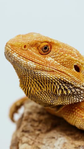 A bearded dragon lizard remains still atop a textured rock, illuminated by soft, even studio lighting against a plain background. Minimal camera movement, close-up profile view