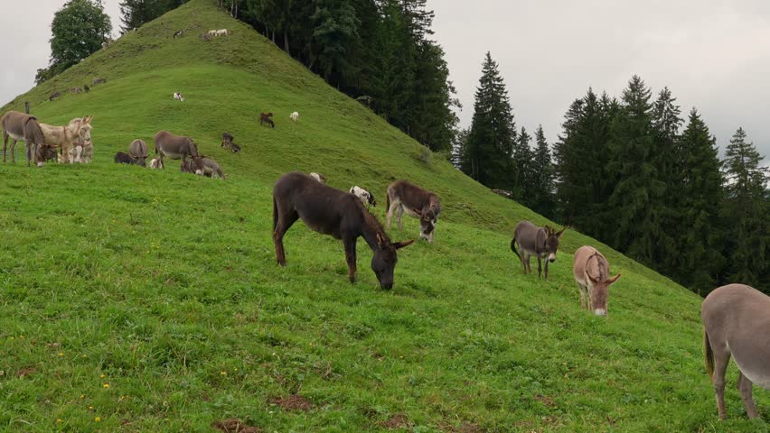 A wide view of a large group of donkeys grazing on a steep, grassy hillside in the Swiss Alps, surrounded by trees and wildflowers.