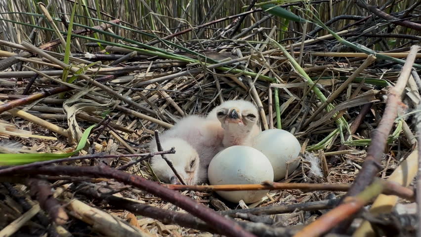Western marsh harrier (Circus aeruginosus) chicks in a nest with two eggs.