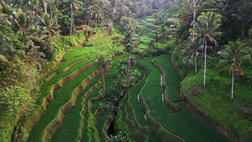 Drone footage reveals the emerald beauty of Tegalalang Rice Terrace in Bali at sunrise, with green valleys, palm trees, and layered paddies shining under soft morning light.