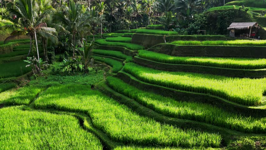 Drone video shows the early morning glow over Tegalalang Rice Terrace in Bali, with emerald green valleys, palm trees, and layered paddies creating a peaceful tropical landscape.