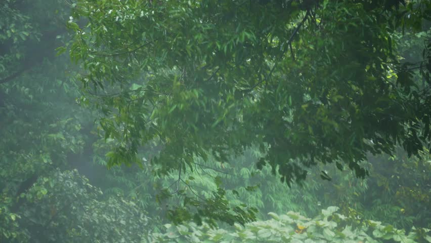 Tropical storms bring heavy rain and strong winds to lush tropical forests. The rainy season transforms the environment with intense downpours and turbulent weather conditions, highlighting the dramat