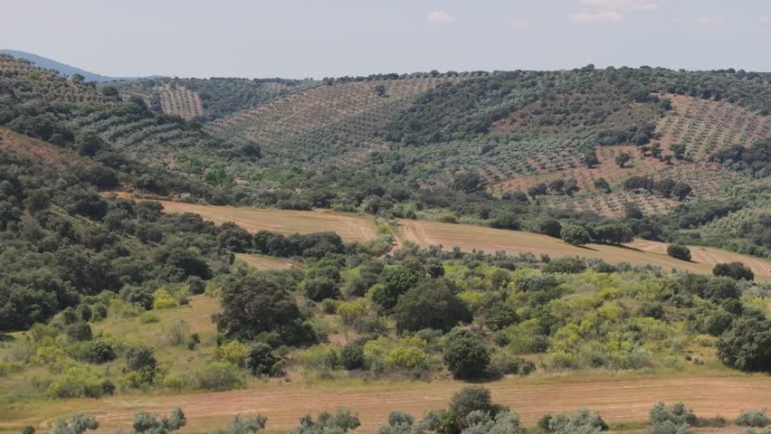 Reverse drone shot at 70mm reveals a small valley with olive groves on the slopes and a lone oak tree with a wide canopy standing prominently in the center of a flat olive field.