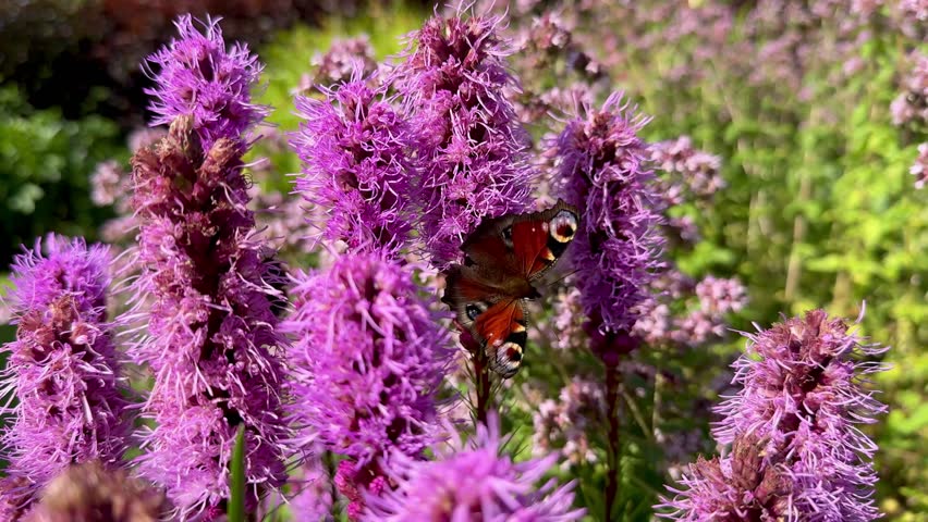 beautiful peacock butterfly sips nectar from vibrant flower in green garden. animal insect closeup