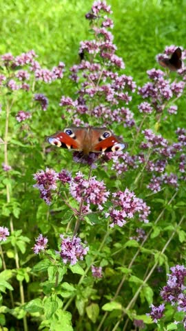 beautiful peacock butterfly sips nectar from vibrant flower in green garden. animal insect closeup