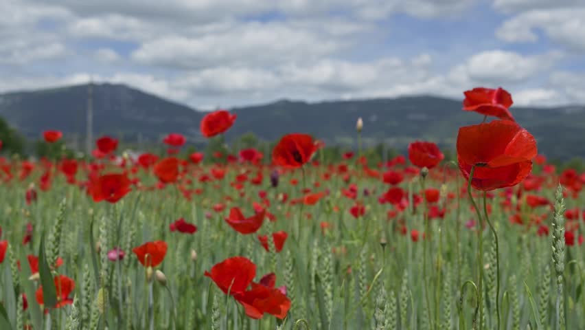Many red poppy headache flowers on field in Switzerland. Panning shot. Close up. Alps in distance. Papaver rhoeas flowers