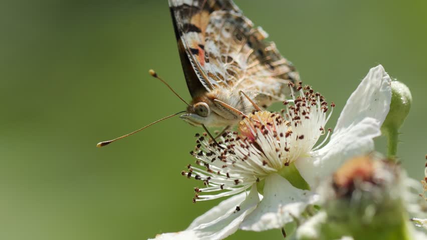 Orange white black butterfly collecting pollen of flower, macro shot. Sunny summer day in Switzerland.