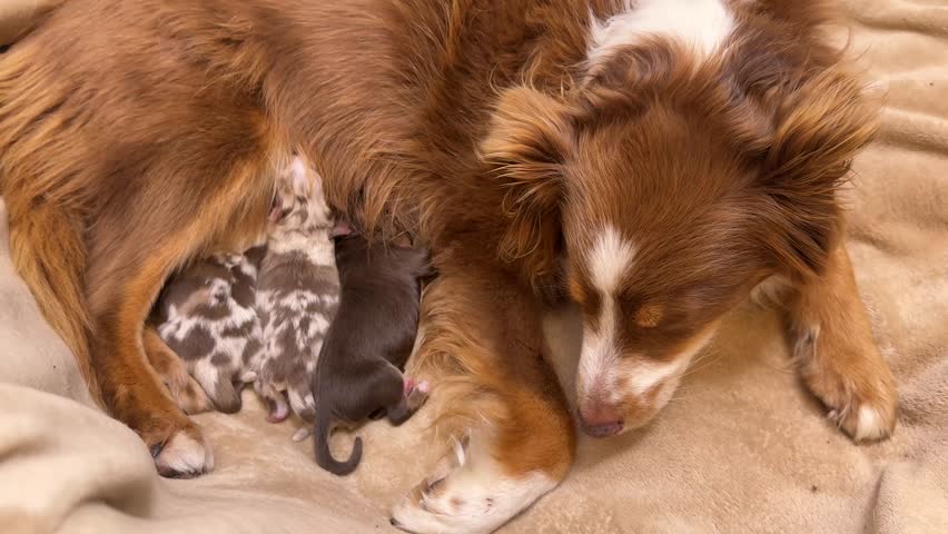 Mother dog is laying on a bed with her puppies