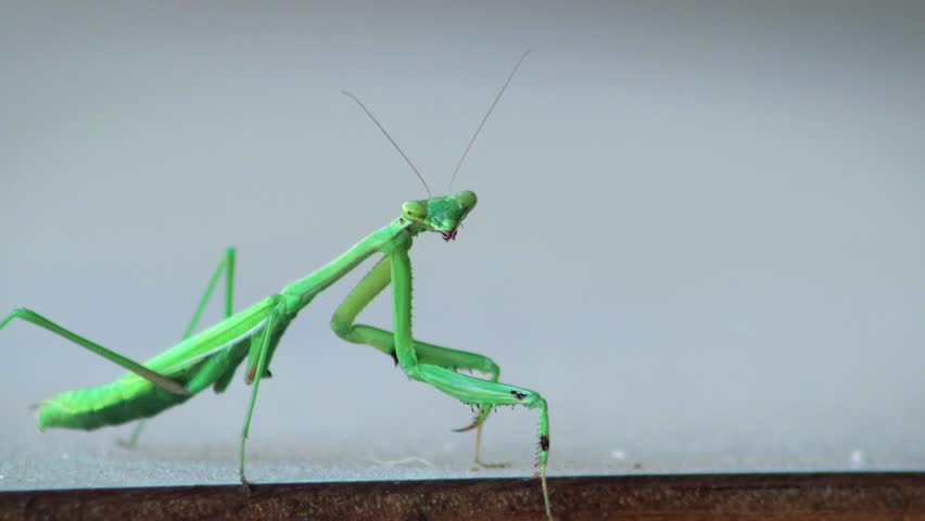 Green Praying Mantis Swaying Dancing, Close Up, Daytime, Maffra, Gippsland, Victoria, Australia