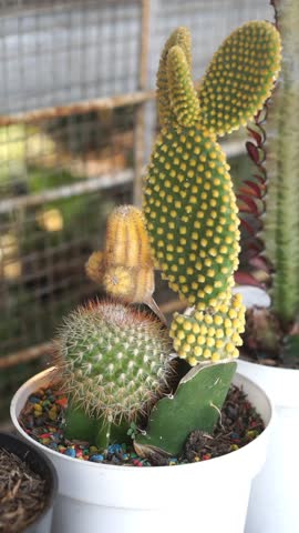 Various types of small cactus plants arranged in a garden display, showcasing the beauty of desert flora in home gardening.