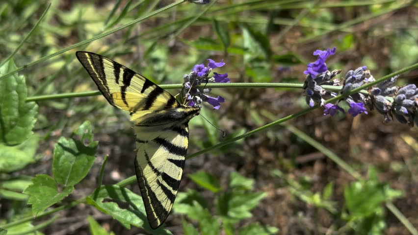 Eastern Tiger Swallowtail, drinking nectar from lavender flowers in a field actively collecting nectar and pollen and fly away. Slow motion, sunny